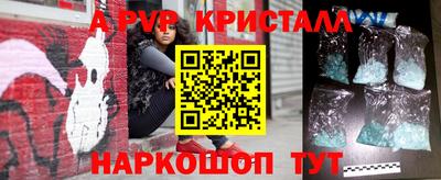 стафф Кингисепп